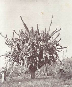 the-lost-park-maria-barnas